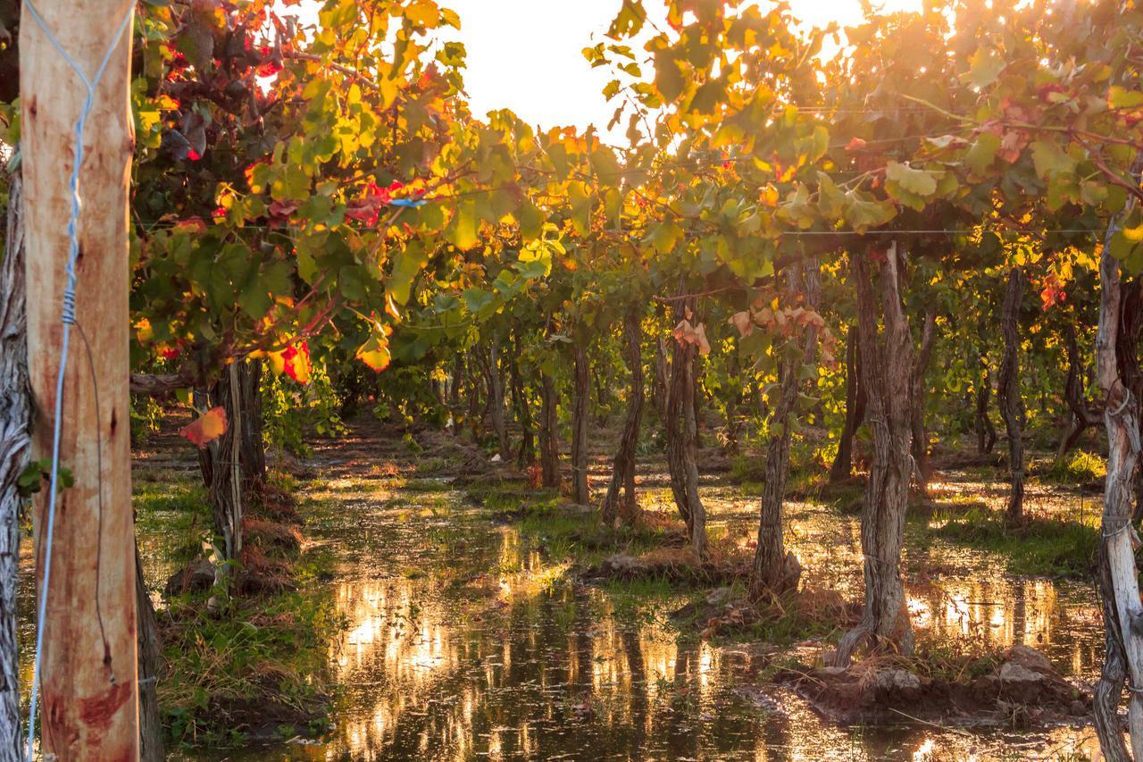 Marale Wines Hotel Boutique Villa Media Agua Bagian luar foto